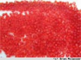 Rocailles 2mm trans Rood -100Gram - #5994